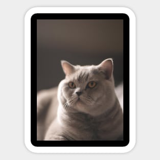 British short haired cat Sticker